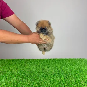 Pomeranian - Asia
