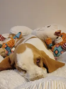 Basset Hound - Amadeus