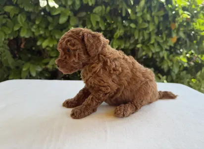 Caniche Nain - Iggy