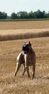 Cane Corso - Timoniere Quintiliano