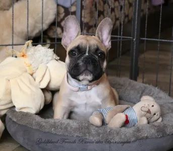 French Bulldog - Bársonyka