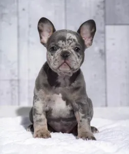 Bulldog francez - Mona