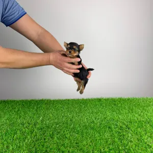 Yorkshire Terrier - Pola