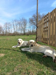 Labradorský retrívr - Helesfai Triflász Labrador Kennel