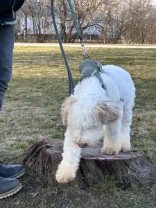 Lagotto Romagnolo - Zummi Gummi