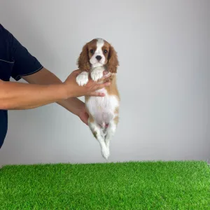 Cavalier King Charles Spaniel - Zlatan