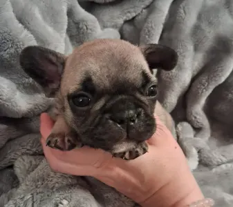 Bouledogue français - Hero From Lilis Breed