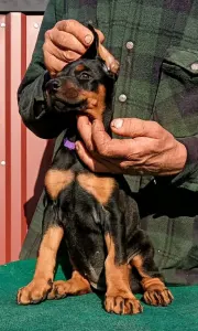 Доберман - Ida