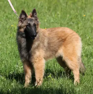 Belgischer Schäferhund - Freya ( Whisperer De La Terre Sauvage