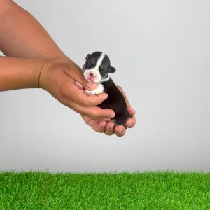 Welsh Corgi Pembroke - Corsa