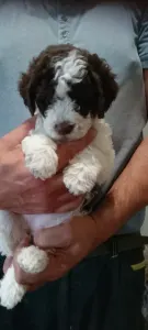 Romagna Water Dog - Lagotto Passion Aureate Theodora