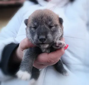 Shiba - Scamp Crowd F. 