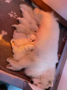 Samoyed - White Velvet Ears Annabell