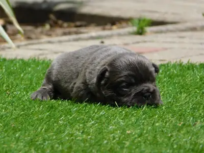 Französische Bulldogge - Glória 