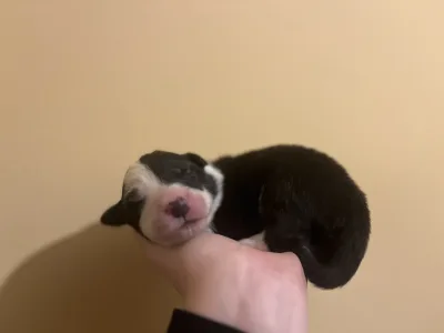 Border Collie - Goofy