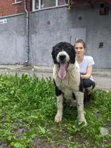 Cane da pastore dell'Asia centrale - Gaplan Iz Zamka Larisi