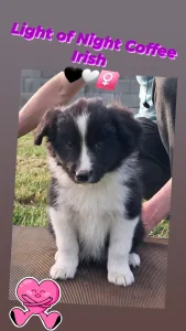 Border Collie - Light Of Night Coffee Irish