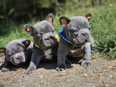 Bouledogue français - Pubi