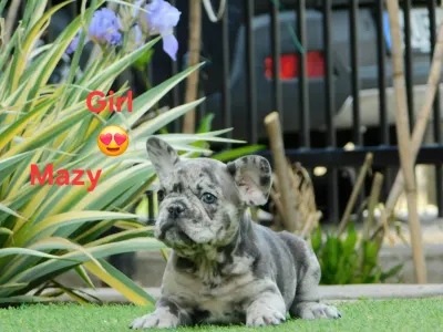 Französische Bulldogge - Mazy