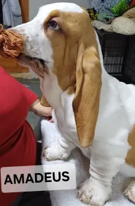 Basset Hound - Amadeus