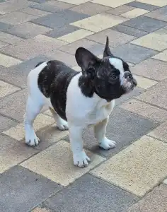 French Bulldog - Kevin