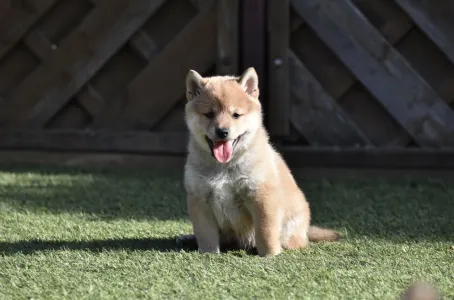 Shiba Inu - Benji