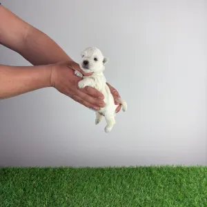 West highland white terrier - Indra