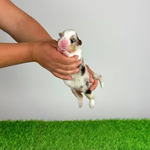 Australian Shepherd - Farello