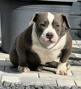 American Bully - Pocket - Diego