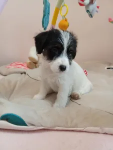 Jack Russell Terrier - Joyful Jack Claire