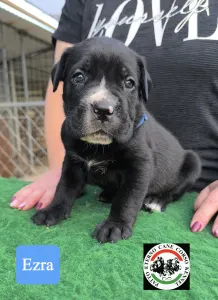 Cane Corso - Ezra