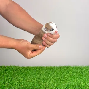 Pembroke Welsh Corgi - Yenna