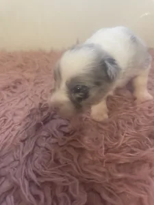 Border Collie - Blue Merle Kan 