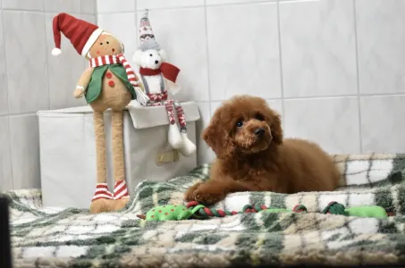 Zwergpudel - Bravados Azur