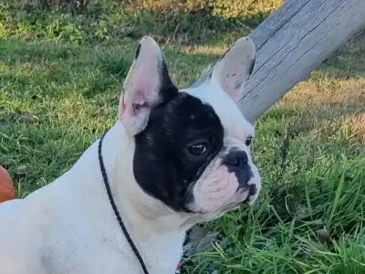 French Bulldog - Falco 