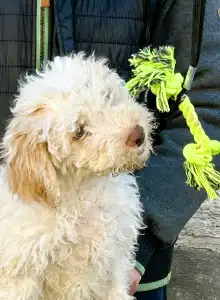 Lagotto Romagnolo - Zummi Gummi