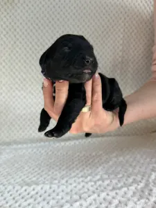 Portugalský vodní pes - Boomer