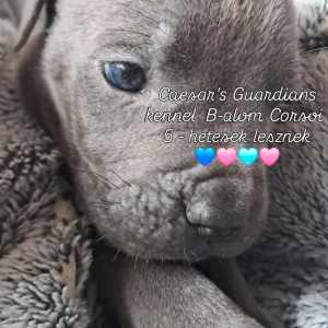 Cane Corso Italiano - Brutus