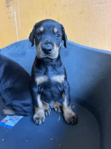 Dobermann - Lux 