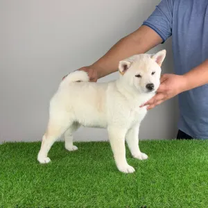 Shiba - Jagawa