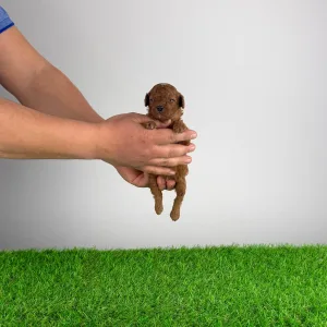 Trpasličí pudl - Lico