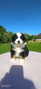 Miniature American Shepherd - And Just Like That - "samantha"