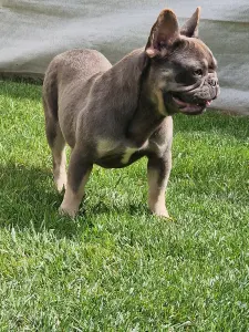 Französische Bulldogge - Iza