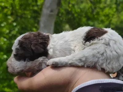Romagna Water Dog - D- The Royal Town Of Bobovac