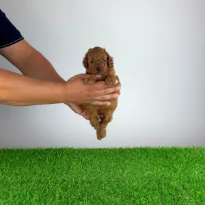 Pudel miniaturowy - Boxy