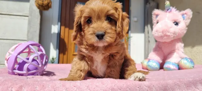 Cavapoo - Gofri