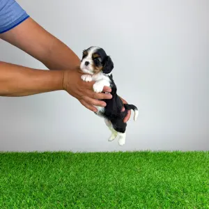 Cavalier King Charles Spaniel - Simba