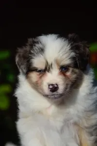 Ausztrál juhászkutya - Winstead Not Broken Love