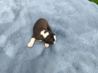 Boston Terrier - Gerbera