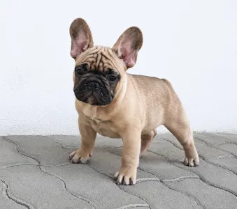 Bouledogue français - Elmo